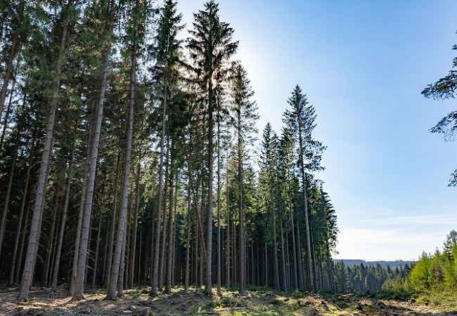 林业有害生物预警能力提升系统