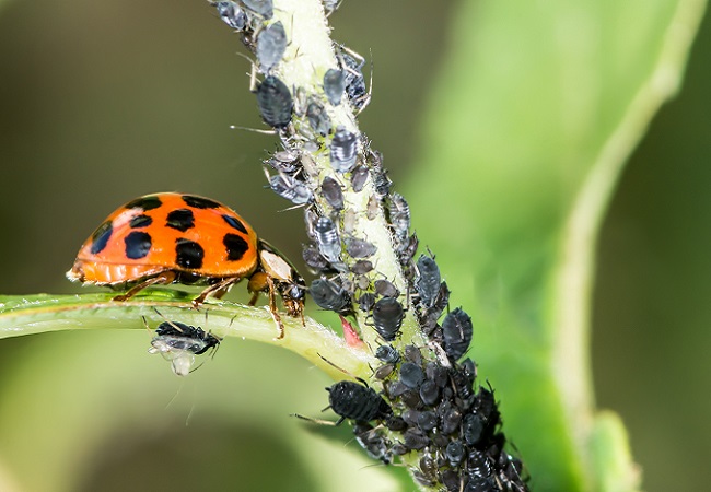 摄图网_503187637_生物害虫防治（企业商用）.jpg
