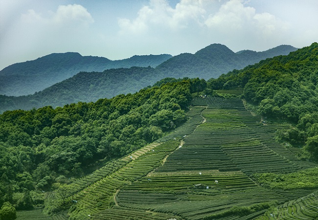 智慧茶园系统介绍